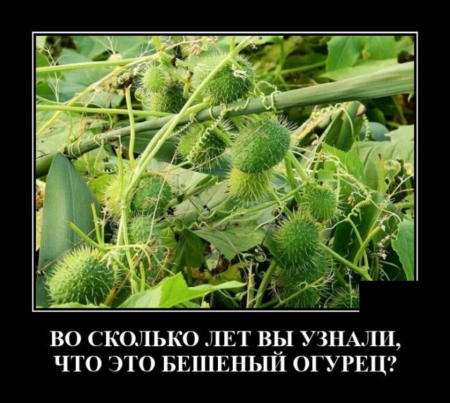 Демотиваторы 27 июля 2020