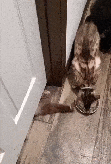 Кот украл миску с едой