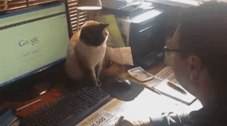 Кот не дает работать на компьютере
