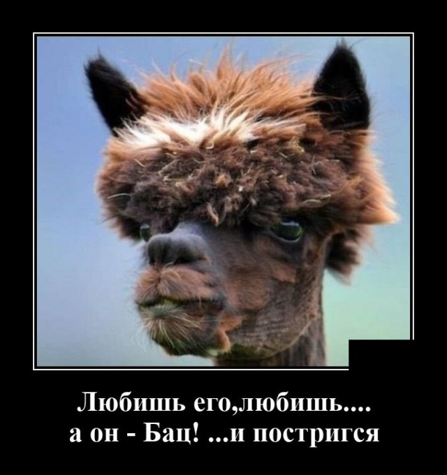 Демотиватор про мужскую стрижку