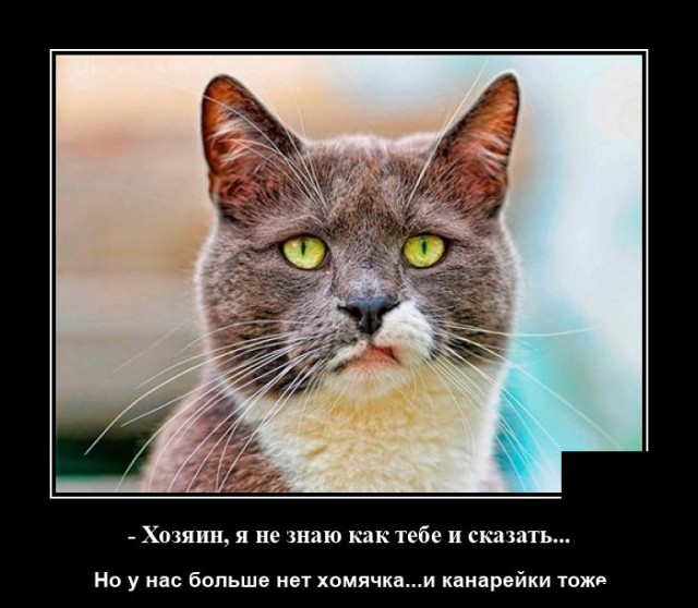 Демотиватор про кота и хомячка