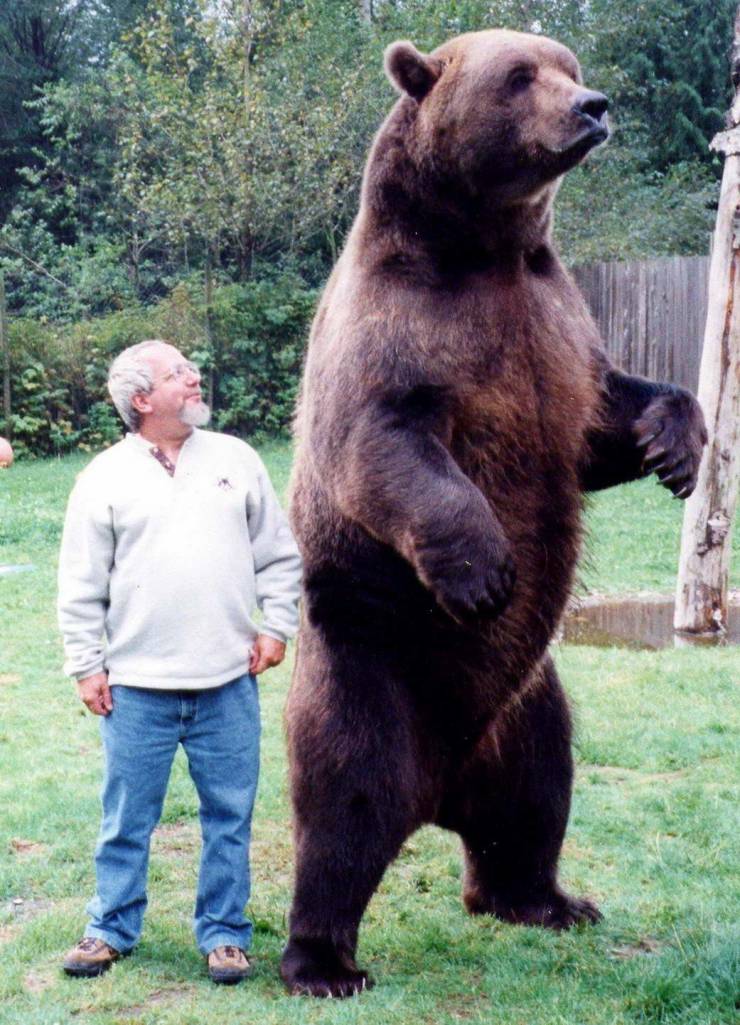 Медведь по сравнению с мужчиной