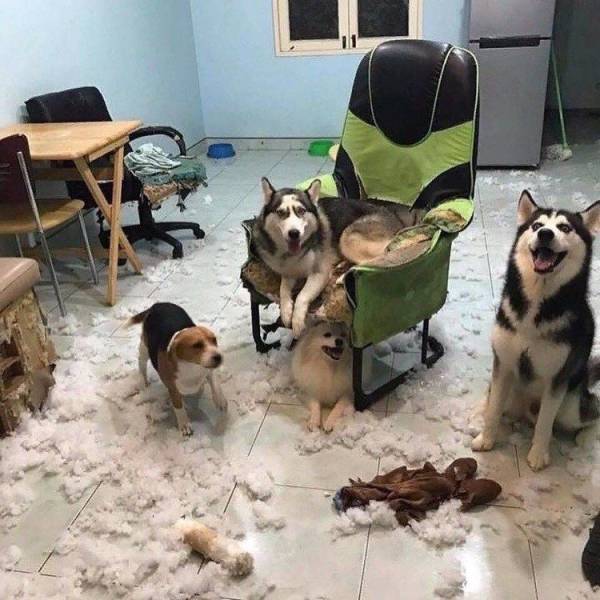 Собаки разорвали кресло