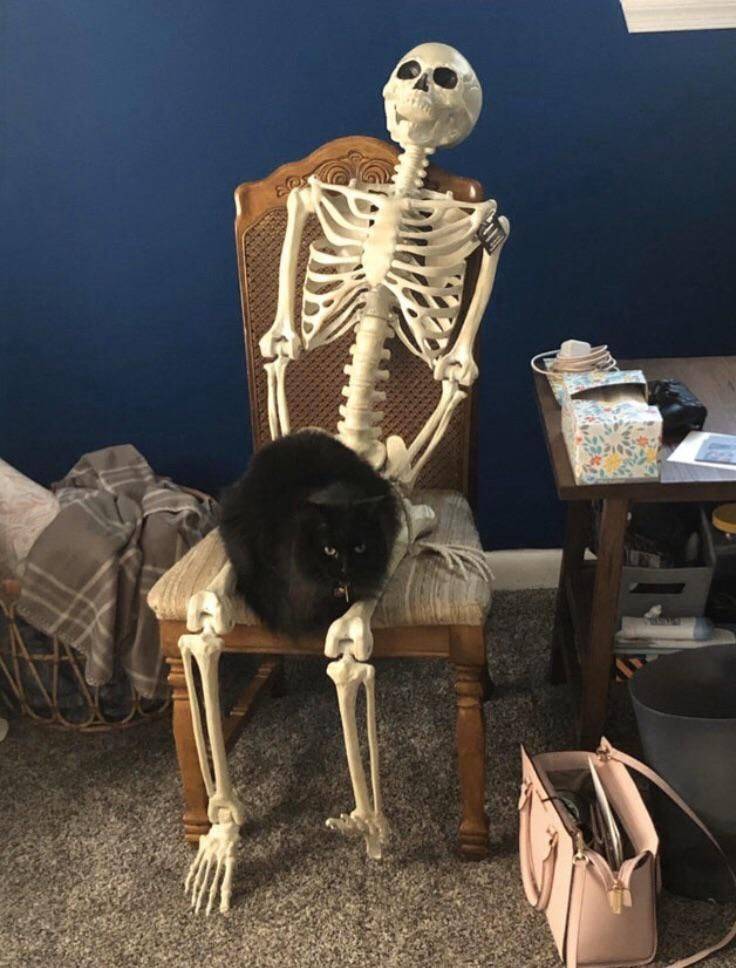 Кот сидит на скелете
