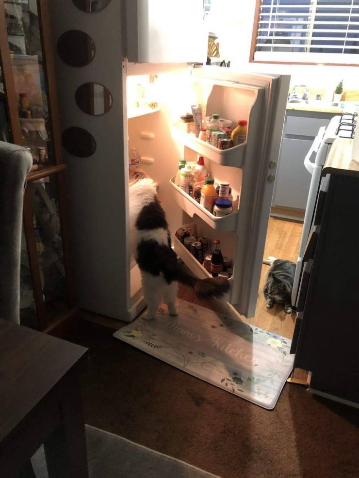 Кот лезет в холодильник