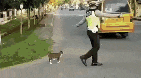 полицейский переводит кошку через дорогу