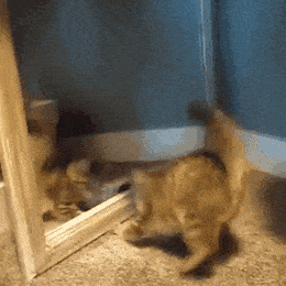 Кот против отражения в зеркале