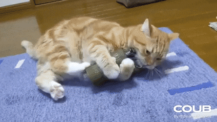 Котик с гранатой