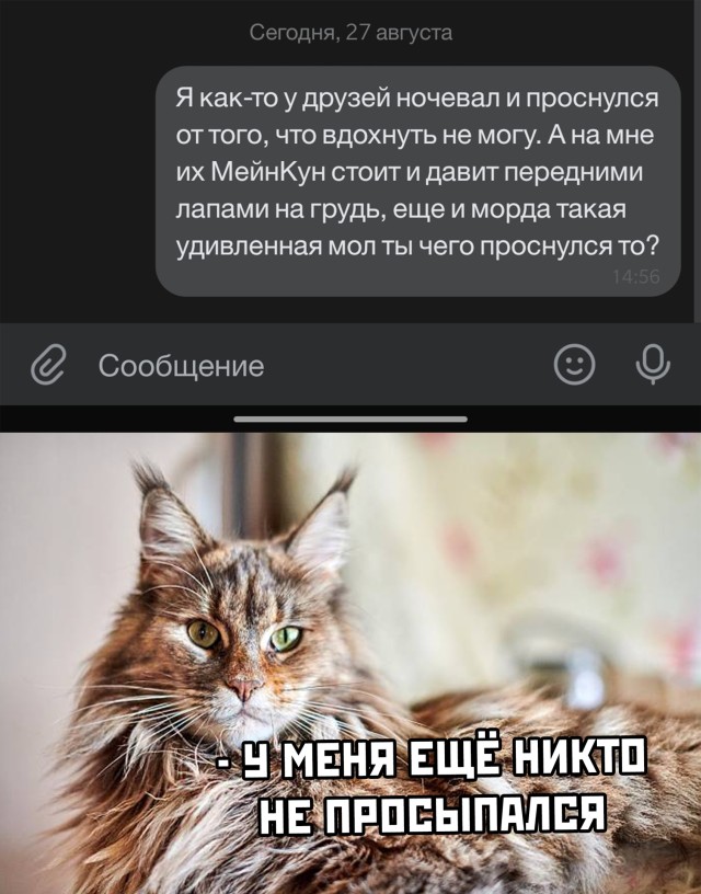 Рассказ про кота Мейнкуна