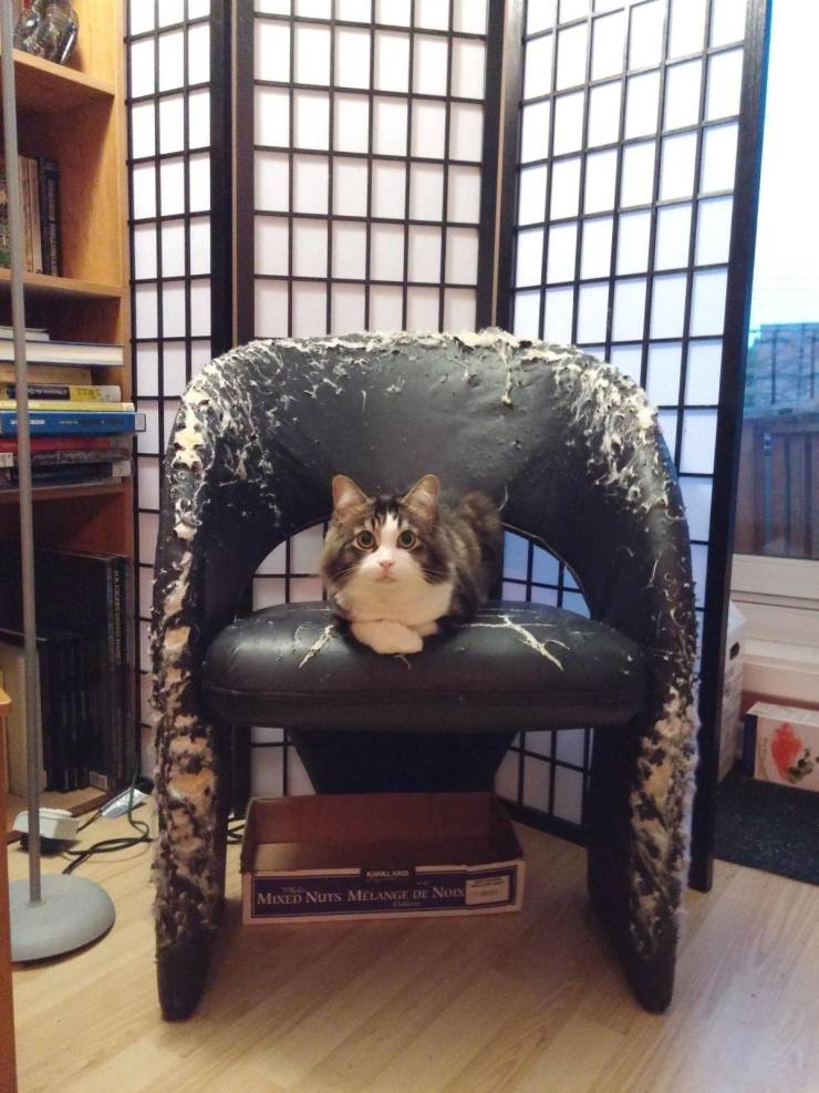 Кот и испорченный стул