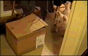 Кот напал на собаку из коробки
