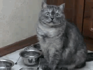 Кот требует еду