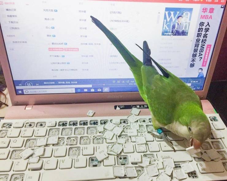 Попугай испортил ноутбук