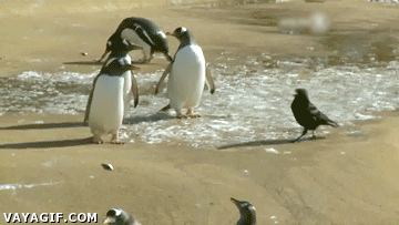 Пингвины и ворона