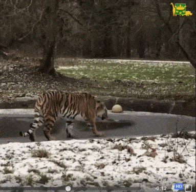 Тигр провалился под лед
