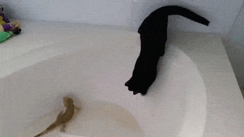 Кот упал в ванну с водой