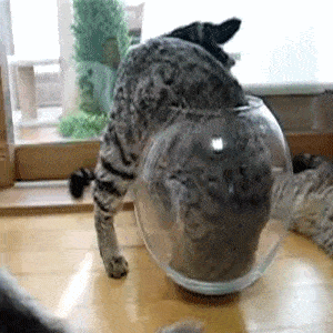 Кот в стеклянной вазе