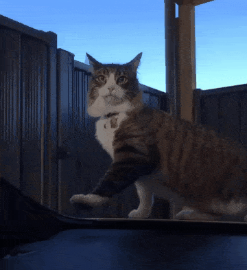 Неудачный прыжок кота