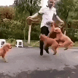 Собаки прыгают через скакалку