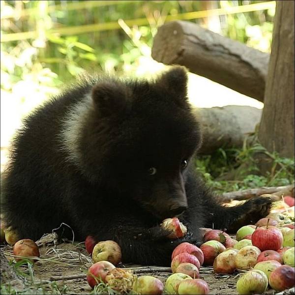 Медведь ест яблоки