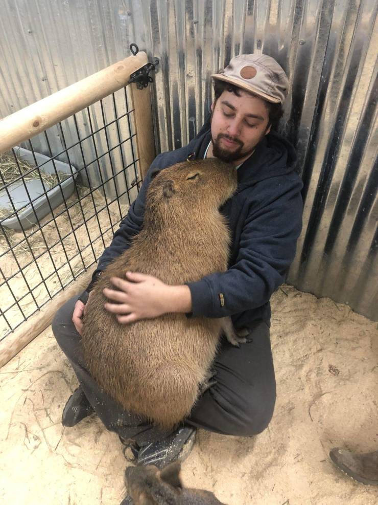 Мужчина и капибара
