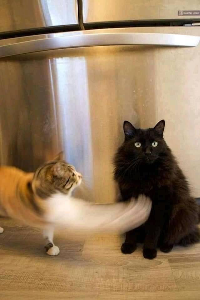 Кот бьет кота лапой