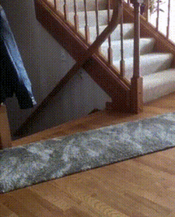 Прыжок кота на собаку