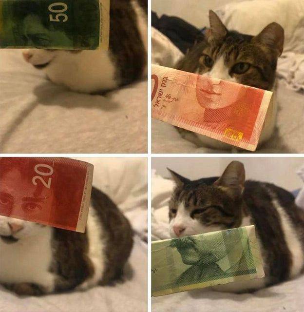Кот с лицом с денежной купюры