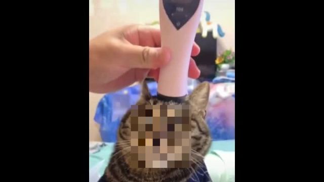 Коту делают массаж