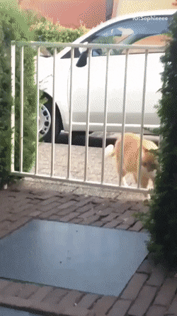 Кот застрял в воротах