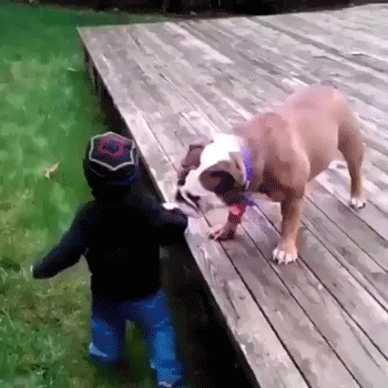 Собака прыгнула на ребенка