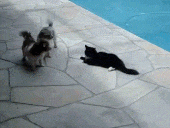 Кот и собаки у бассейна