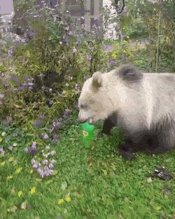 Медведь пьет из бутылки