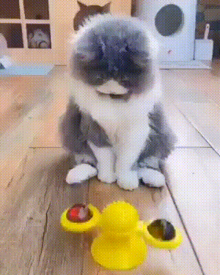 Кот и крутящаяся игрушка