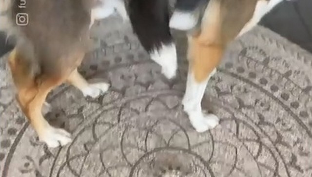 Собачьи лапы на ковре