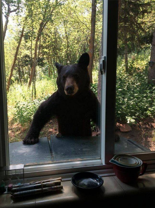 Медведь заглядывает в окно