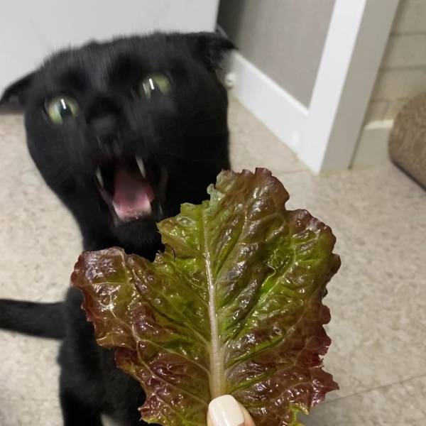 Кот и лист салата