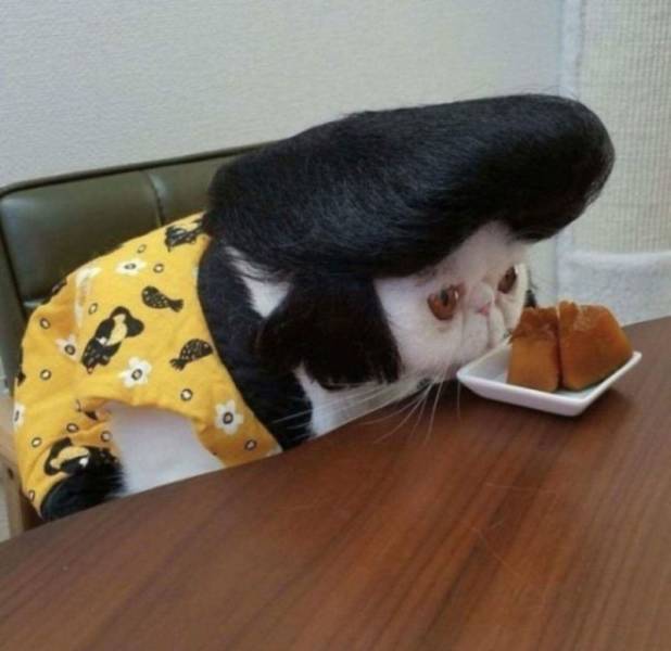 Кот-элвис