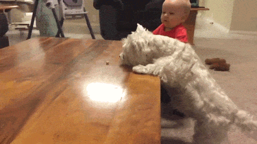 Собака не может достать корм на столе