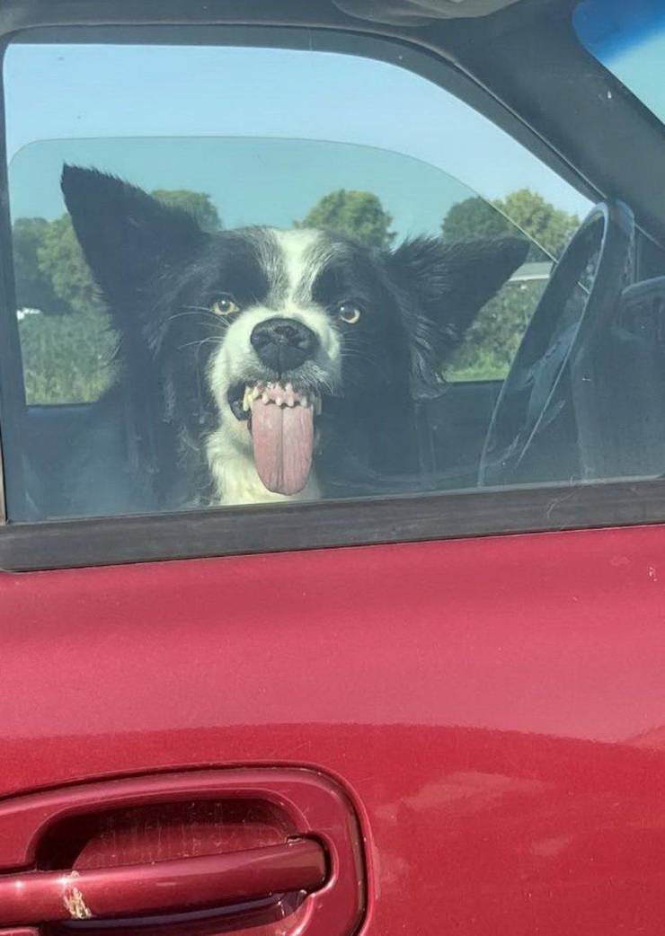 Собака лижет стекло машины