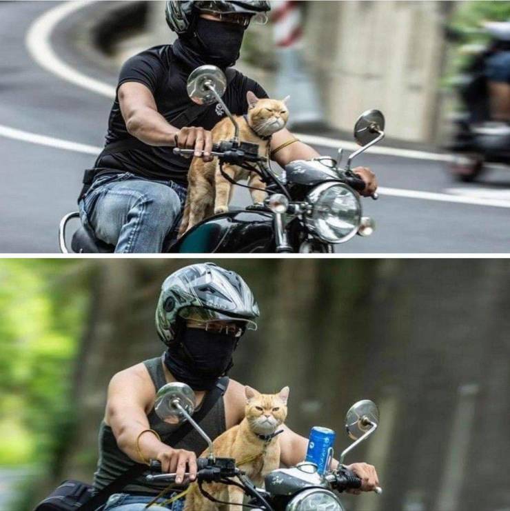 Кот на мотоцикле