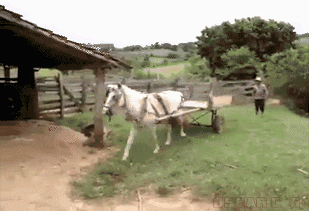 Лошадь паркуется в сарай