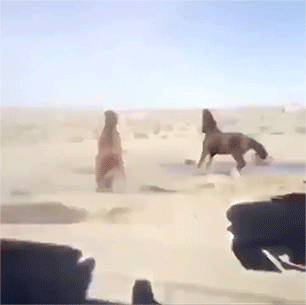 Битва двух лошадей