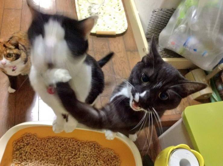 Битва котов за еду