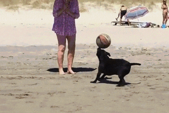 Собака с мячом на пляже