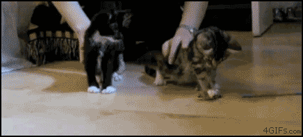 Падающие котята