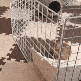 Побег кролика из клетки