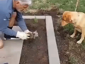 Собака помогает по огороду