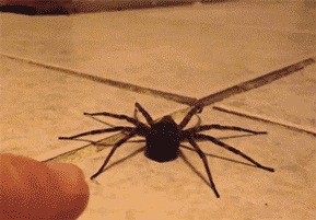 Испуганный паук