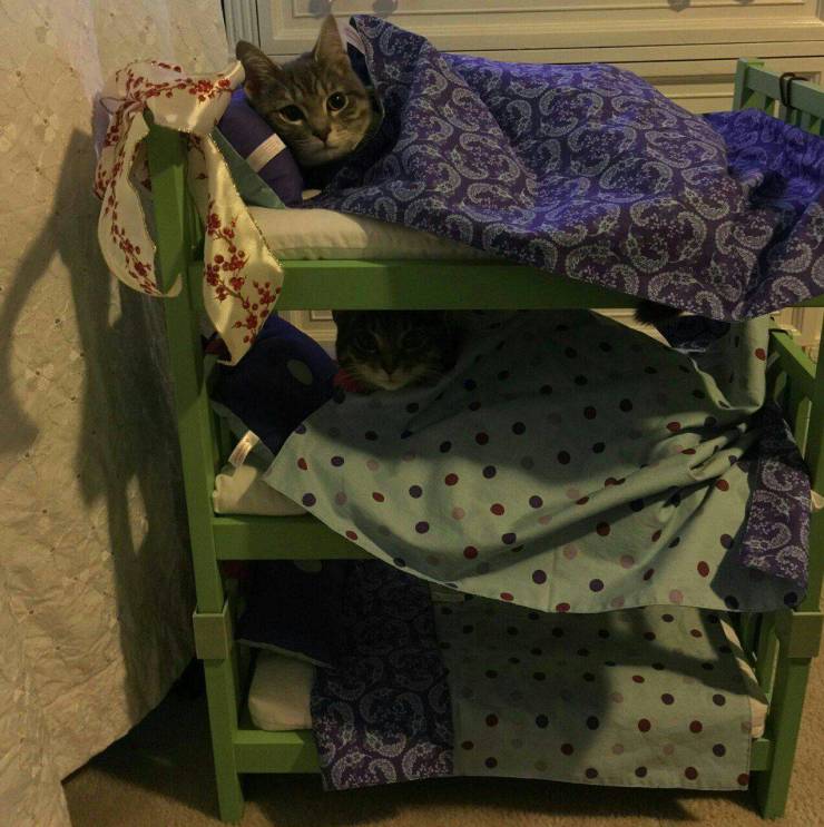 Кроватка для котов
